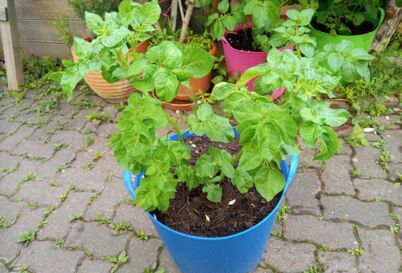 Kartoffeln im Kübel pflanzen