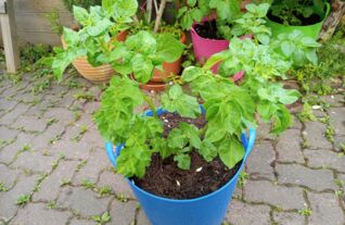 Kartoffeln im Kübel pflanzen