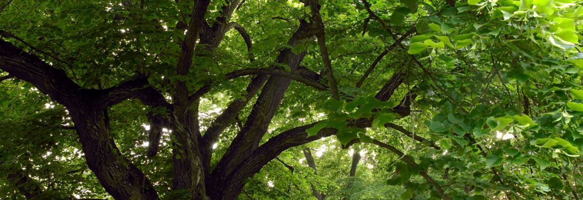 Baum